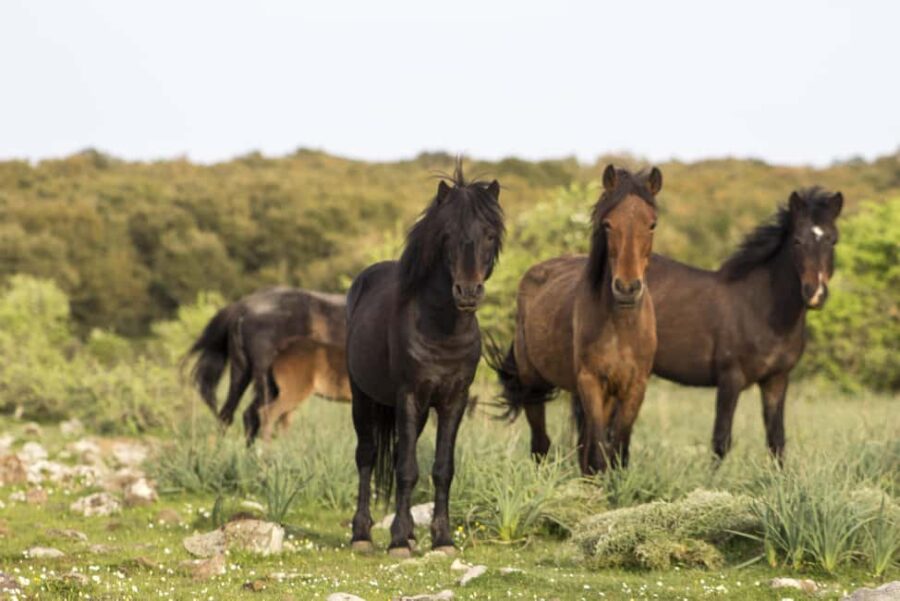 Giara hiking Tour - Journey Through Sardinia’s Unique Giara Plateau