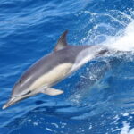 Gibraltar: Dolphin Watching Tour - The Catamaran Dolphin Adventurer: Comfort and Accessibility