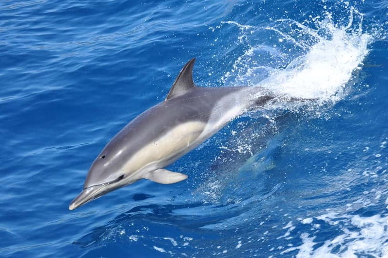 Gibraltar: Dolphin Watching Tour - The Catamaran Dolphin Adventurer: Comfort and Accessibility