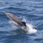 Gibraltar Dolphins Watching Day Trip from Seville - Departure Points and Transportation from Seville