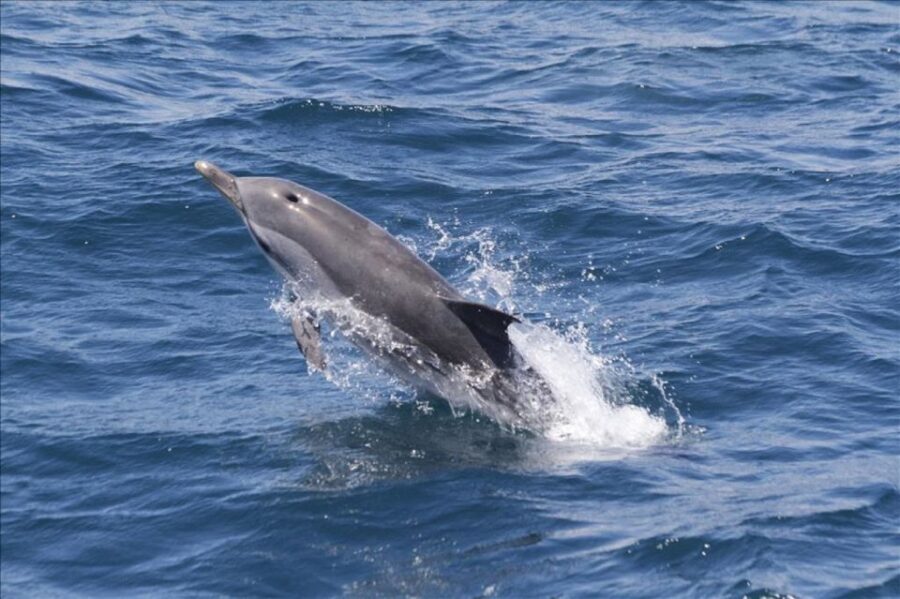 Gibraltar Dolphins Watching Day Trip from Seville - Departure Points and Transportation from Seville