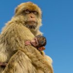 Gibraltar Inside Out Panoramic Tour 1hrs Plus - Views of Africa and the Atlantic at the Pillars of Hercules