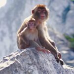 Gibraltar Rock Tour with WWII Tunnels - Highlights of Gibraltars Major Landmarks