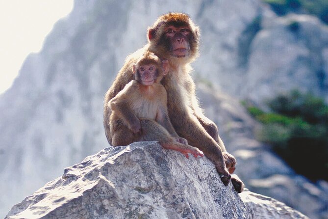 Gibraltar Rock Tour with WWII Tunnels - Highlights of Gibraltars Major Landmarks