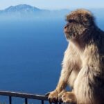 Gibraltar Sightseeing : Classic Rock Tour plus World War 2 Tunnels (Private) - Marvel at the Pillars of Hercules and Strait Views