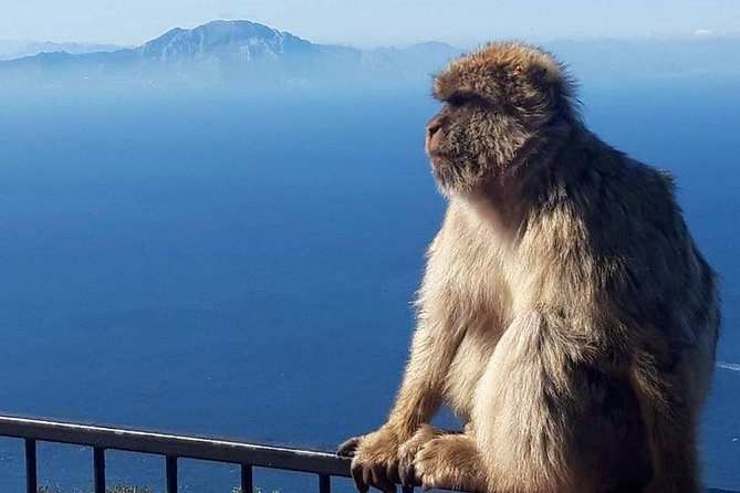 Gibraltar Sightseeing : Classic Rock Tour plus World War 2 Tunnels (Private) - Marvel at the Pillars of Hercules and Strait Views