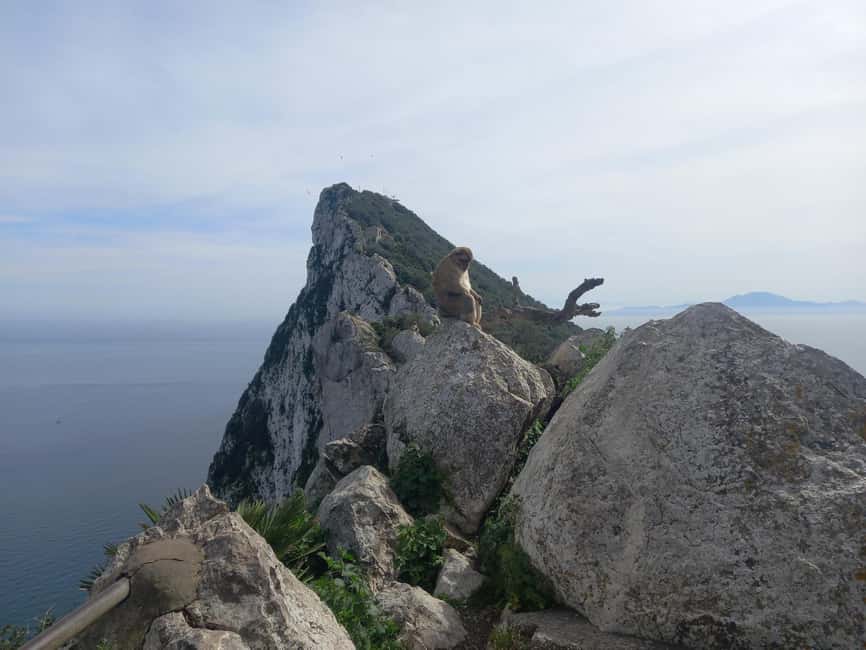 Gibraltar Sightseeing : Premium Tour with a Local Guide - Convenient Pickup and Well-Organized Itinerary