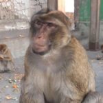 Gibraltar Sightseeing :SKYWALK AND SUSPENSION BRIDGE TOUR (Private) - Visiting the Rock of Gibraltar: An Iconic Landmark