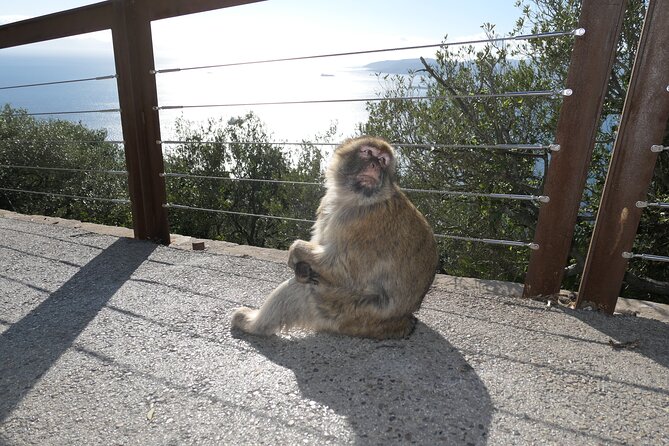 Gibraltar Sightseeing Tour with Monkeys and Panoramic views - The Experience: Panoramic Views from The Rock