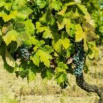 Gioia del Colle: Riding the Land of Primitivo, Wine Tasting - Starting Point and Easy Access to Gioia del Colle