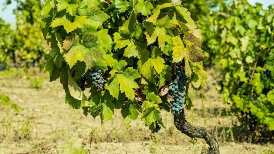 Gioia del Colle: Riding the Land of Primitivo, Wine Tasting - Starting Point and Easy Access to Gioia del Colle