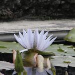 Giverny : Monet's house & Gardens Private tour from Paris - Convenient Pickup in Paris for a Stress-Free Journey