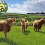 Glasgow: Highland Cow Trailer Tour with home baking - Visiting Muirhouse: A Family-Run Highland Farm in Kilmacolm