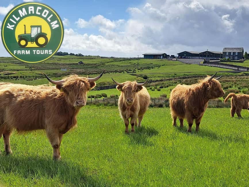 Glasgow: Highland Cow Trailer Tour with home baking - Visiting Muirhouse: A Family-Run Highland Farm in Kilmacolm