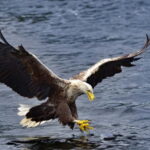 Glenfinnan: Cruise on Loch Shiel Glenfinnan to Gaskan area - Starting Point: The Jetty Hut at Glenfinnan