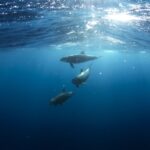 Golfo Aranci: Dolphin Watching and Snorkeling Boat Tour - Navigating the Sardinian Marine Environment