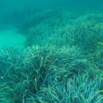 Golfo Aranci: RIB tour with Dolphin Watching - The Experience Provider: Escursì’s Commitment to Quality