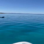 Golfo Aranci tour SUP Paddleboard Dolphin watching, aperitif - The Perfect Start at Cala Moresca Beach