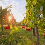 Gorika Brda: Wine Walk and Tasting - Exploring the Vineyards and Learning the Vine Lifecycle