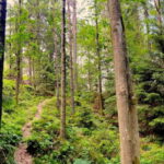 Gothenburg: The Local Experience - Home Visit, Food & Forest - Visiting a Swedish Home for Fika