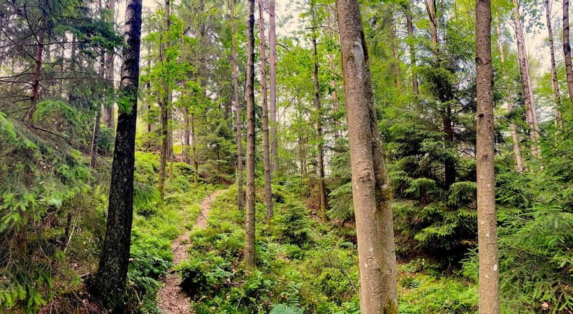 Gothenburg: The Local Experience - Home Visit, Food & Forest - Visiting a Swedish Home for Fika