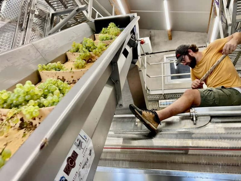 Gourmet Alsace: Cellar tour and snack tasting - Inside the Vat Room: Nature’s Nursery for Wine