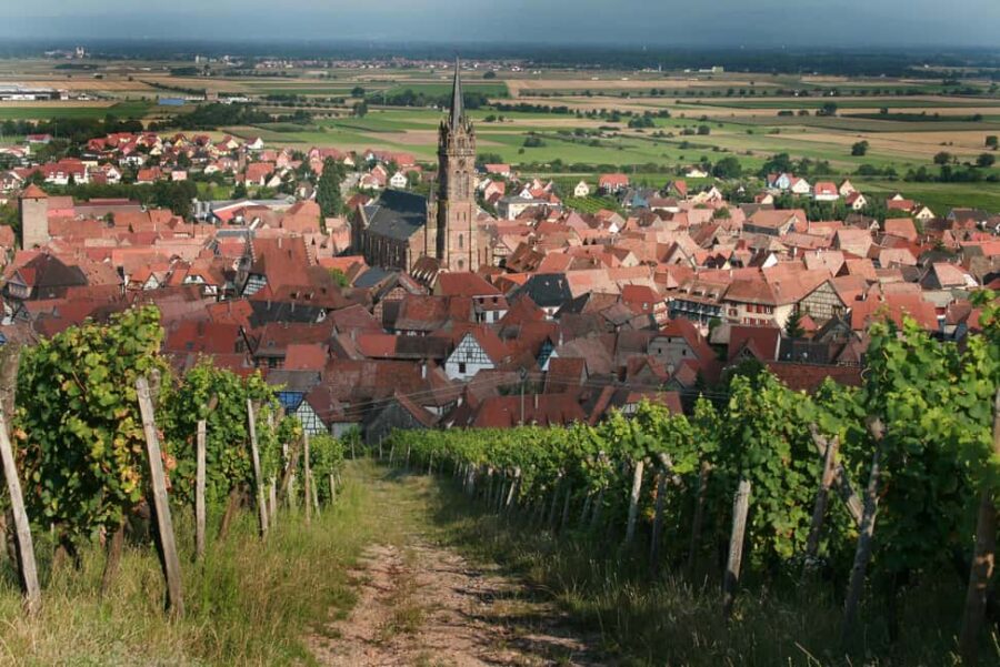 Gourmet walk in the Grand Cru Frankstein Vineyard - Dambach-la-Ville - The Experience Provider: SARL RUHLMANN-SCHUTZ