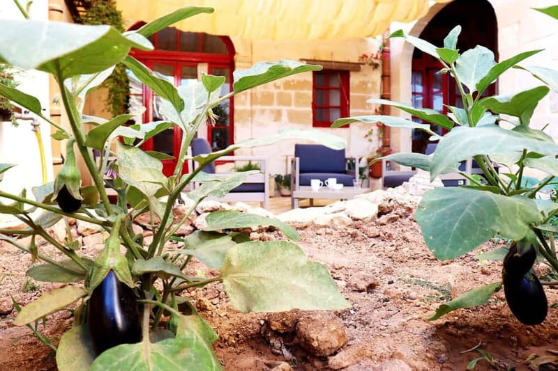 Gozo: Traditional and Local Breakfast in a Historic building - What to Expect at Il-Barrag Farmhouse