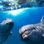 Gran Canaria: Dolphin and Whale Watching Cruise - What the 2.5-Hour Marine Excursion Includes