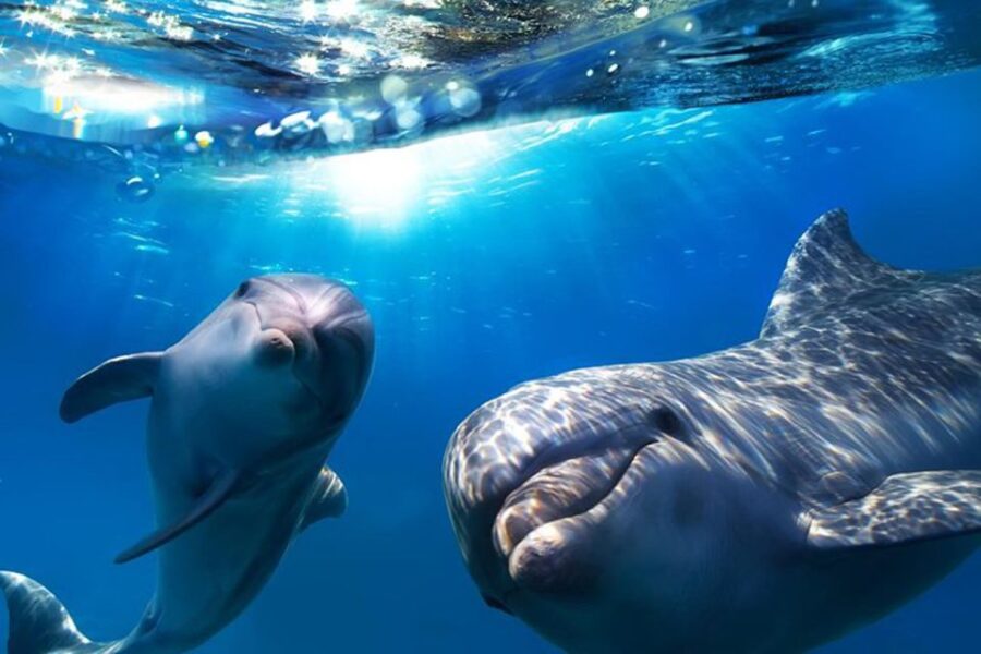 Gran Canaria: Dolphin and Whale Watching Cruise - What the 2.5-Hour Marine Excursion Includes