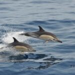Gran Canaria Dolphin Safari and a swim - Food, Drinks, and Onboard Amenities