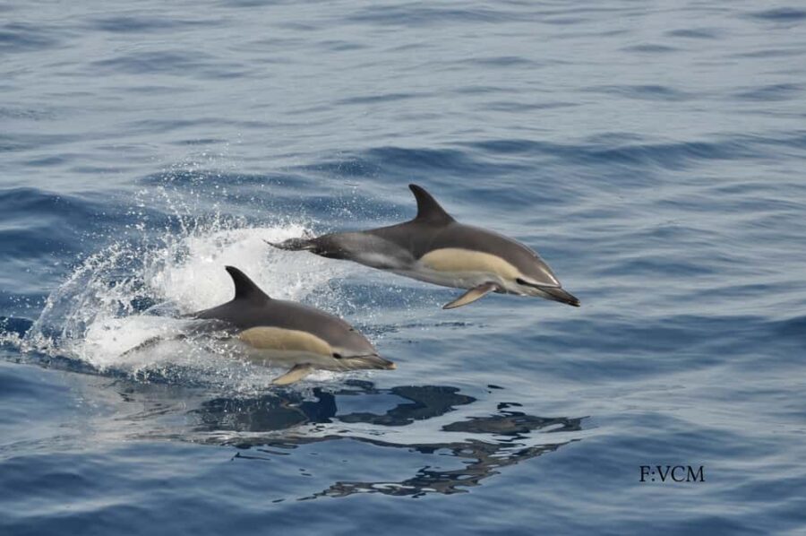 Gran Canaria Dolphin Safari and a swim - Food, Drinks, and Onboard Amenities