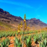 Gran Canaria Highlights Full-Day Tour by Bus - Scenic Mountain Viewpoints and Valleys