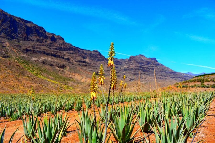 Gran Canaria Highlights Full-Day Tour by Bus - Scenic Mountain Viewpoints and Valleys