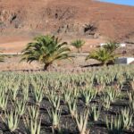 Gran Canaria Historic Tour - Yestarday and Today Premium - Aloe Vera Plantation and Its Healing Properties