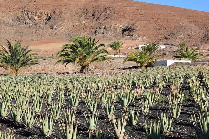 Gran Canaria Historic Tour - Yestarday and Today Premium - Aloe Vera Plantation and Its Healing Properties