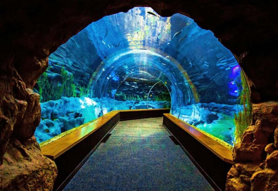 Gran Canaria: Poema del Mar Aquarium & Guayadeque Tour - Visiting Poema del Mar Aquarium: Europes Underwater Showcase