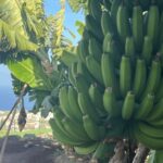 Gran Canaria: Rum, Wines and Banana Tour - The Banana Museum: Cultural and Culinary Insights