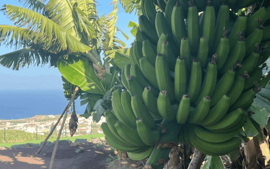 Gran Canaria: Rum, Wines and Banana Tour - The Banana Museum: Cultural and Culinary Insights