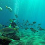 Gran Canaria Scuba Diving: 1-Day 2-Dive Package - Logistics and Transport Arrangements