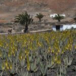 Gran Canaria Tour: Past and Present - Exploring the Guayadeque Valley and Cave-Dwellings
