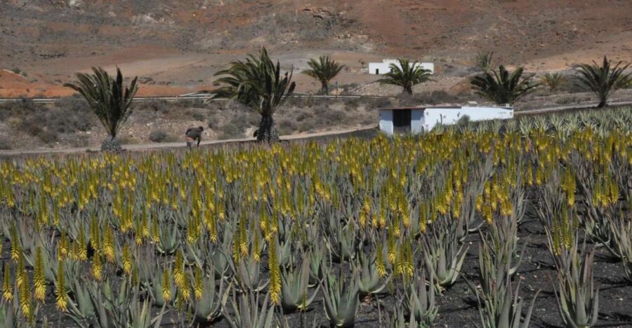 Gran Canaria Tour: Past and Present - Exploring the Guayadeque Valley and Cave-Dwellings
