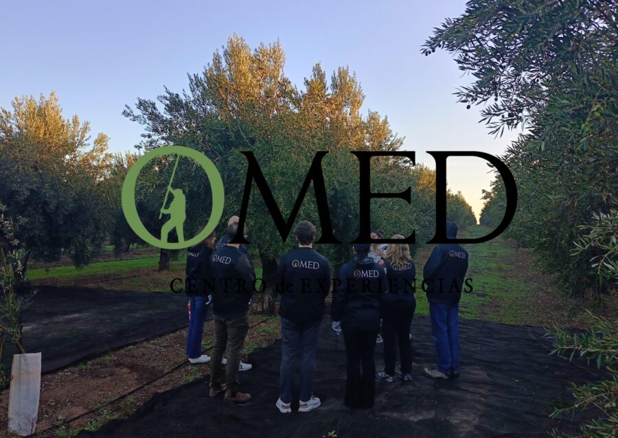 Granada in EVOO: Olive grove guided tour and sensory tasting - Exploring the Olive Grove at the Foot of Sierra Nevada