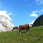 Grand Dolomites Tour to Fiemme & Fassa Valleys & Pordoi Pass - Scenic Drive Through Fiemme and Fassa Valleys