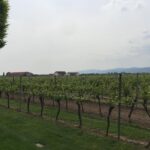 Grape Day out Pfalz to taste cracking Red wines & Riesling - Visit a Top Red Wine Producing Area in Germany