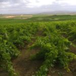 Grape harvest and breakfast at the winery in Menfi - Tasting Local Wines Paired with Regional Specialties