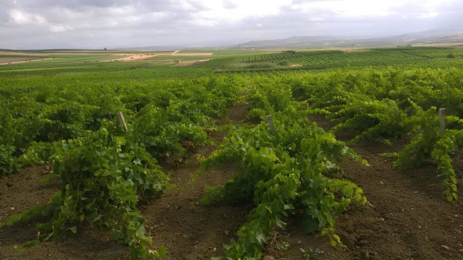Grape harvest and breakfast at the winery in Menfi - Tasting Local Wines Paired with Regional Specialties