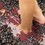 Grape Stomping in Provence - The Charm of Grape Picking at Les Pastras