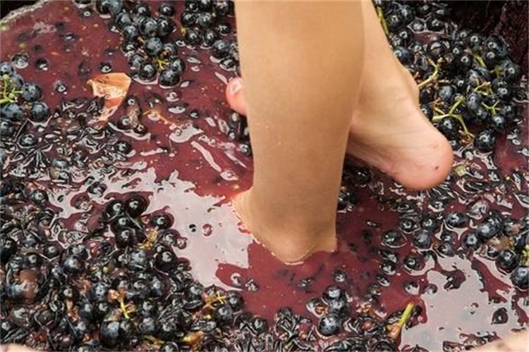 Grape Stomping in Provence - The Charm of Grape Picking at Les Pastras