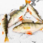 Great Ice Fishing Experience in Lapland - Exploration of the Arctic Landscape and Lake Conditions